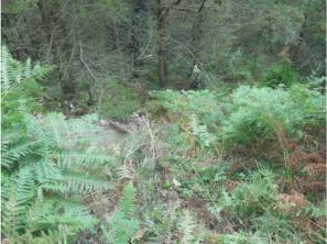 Clerk of the Course Phil Wilks goes looking for the bike and rider....picture taken from the fire road